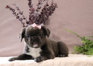 Mira-5224aaa-fluffy-french-bulldog-Pawsome-Family-Pets