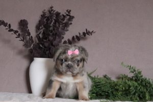 Mira-5224p-fluffie-frenchie-Pawsome-Family-Pets