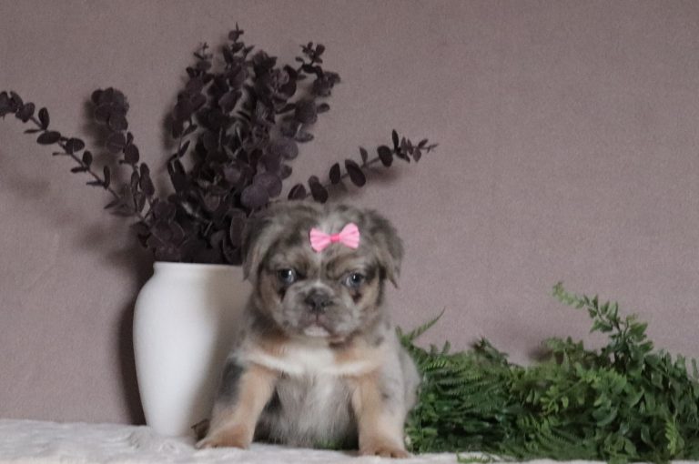 Mira-5224p-fluffie-frenchie-Pawsome-Family-Pets