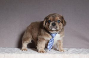 Oliver-5088aa-fluffy-french-bulldog-Pawsome-Family-Pets