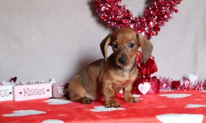 -4745a-Peyton the dachshund-the puppy lodge