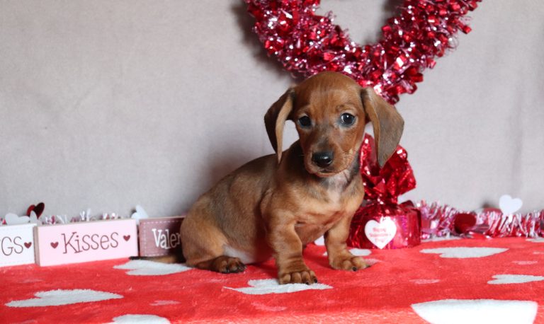 -4745a-Peyton the dachshund-the puppy lodge