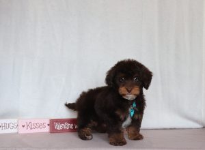 Roscoe-4758aa-mini-doxiedoodle-Pawsome-Family-Pets