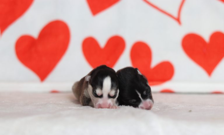 Zella-litter pomsky-the puppy lodge