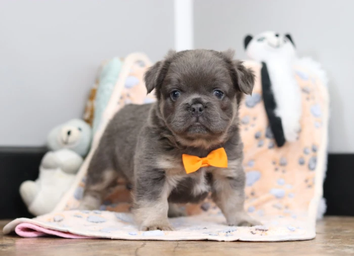 Fluffy Frenchie Puppy