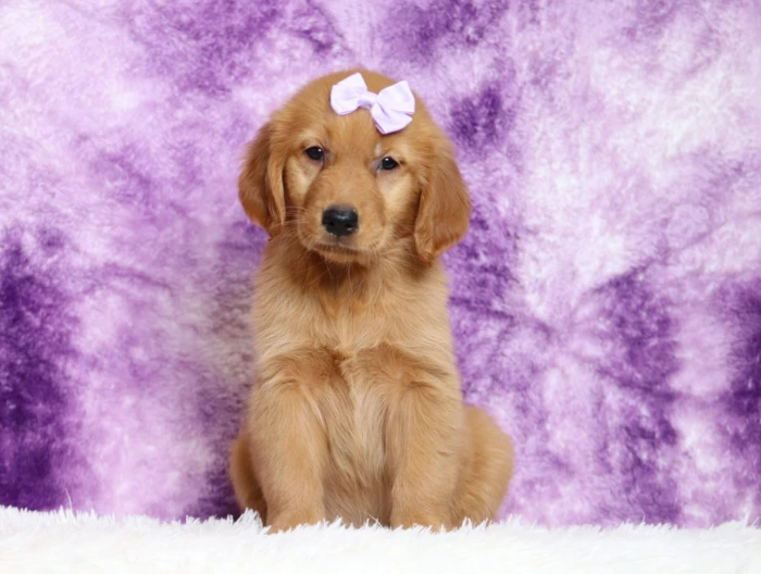 golden retriever puppy