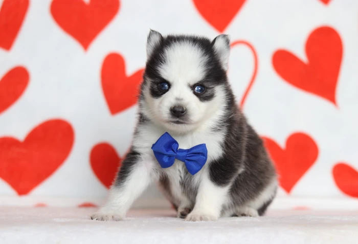 pomsky puppy
