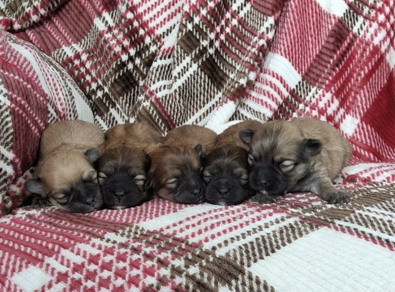 shadow-litter Teddy bear-the puppy lodge