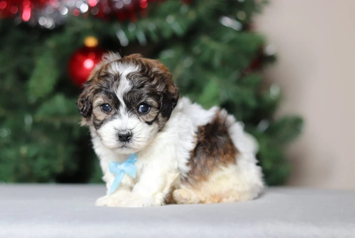 Teddy Bear Puppy