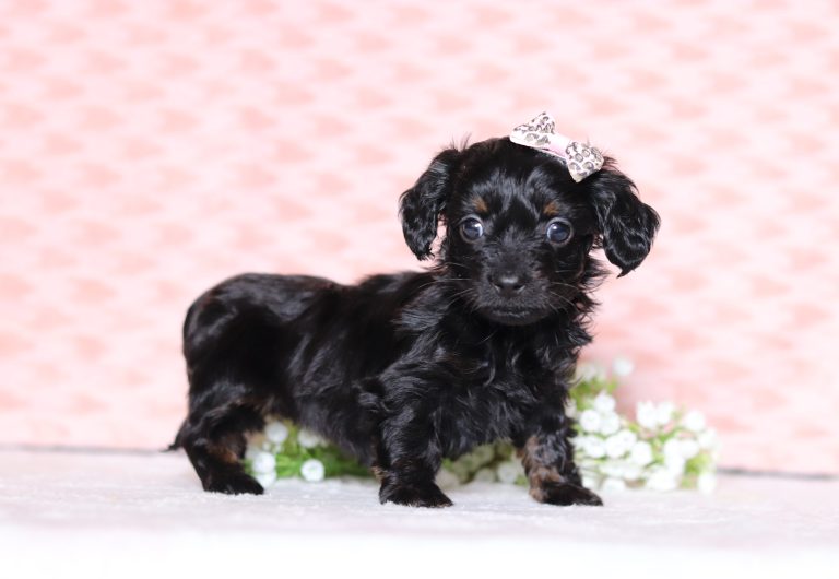 0295aaaDana the doxypoo-the puppy lodge