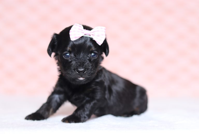 0295aDana the doxipoo-the puppy lodge