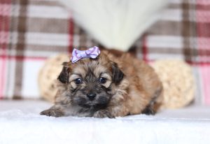 0298aSandy the teddy bear-the puppy lodge