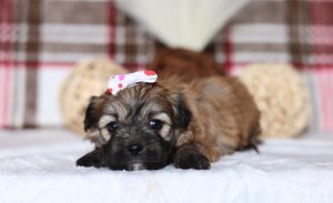 0502aSadie the teddy bear-the puppy lodge