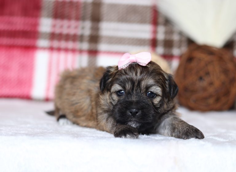 0505aSalli the teddy bear-the puppy lodge