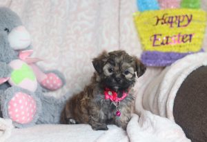 0505aaaSalli the teddy bear-the puppy lodge