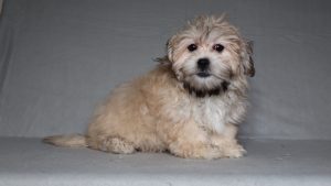 0506aaa Sailor the doxypoo-the puppy lodge