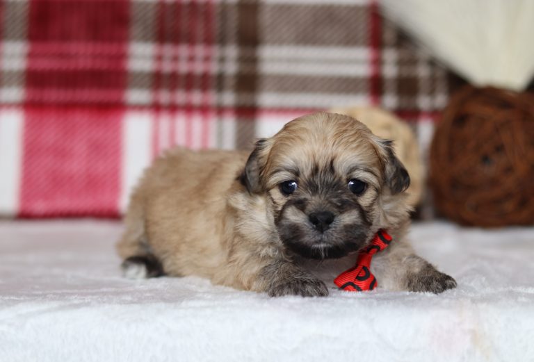 0506aaaSailor the teddy bear-the puppy lodge