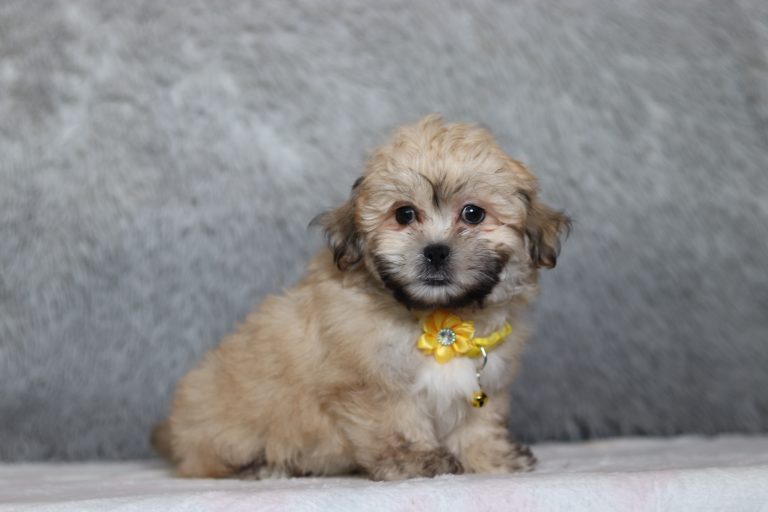 0506aaa-Sailor the Teddy bear-the puppy lodge