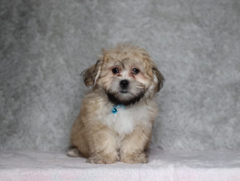 0506aa Sailor the teddy bear-The Puppy Lodge