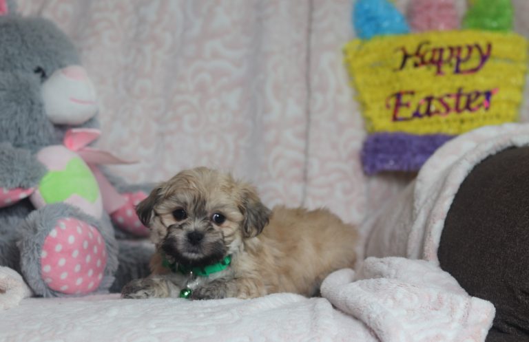 0506a-1Sailor the teddy bear-the puppy lodge