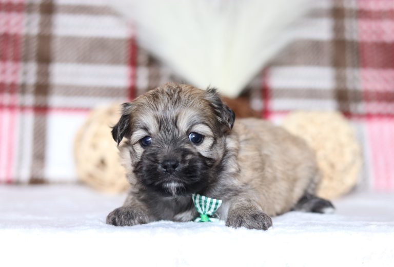 0509aSeth the teddy bear-the puppy lodge