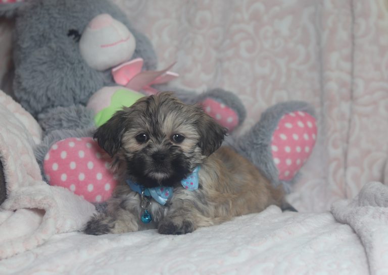 0509aaa-1-Seth the teddy bear-the puppy lodge