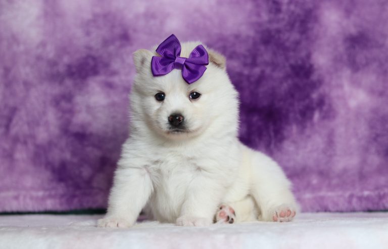 1708aaDottie the pomsky-the puppy lodge