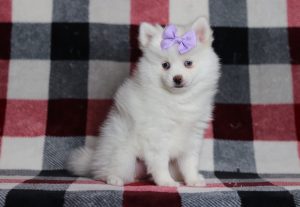 1709aaa1Daisy the pomsky-the puppy lodge