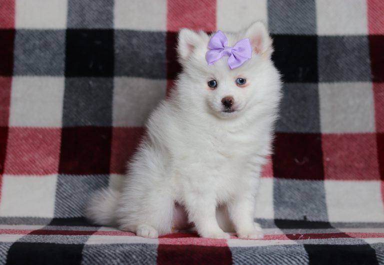 1709aaa1Daisy the pomsky-the puppy lodge