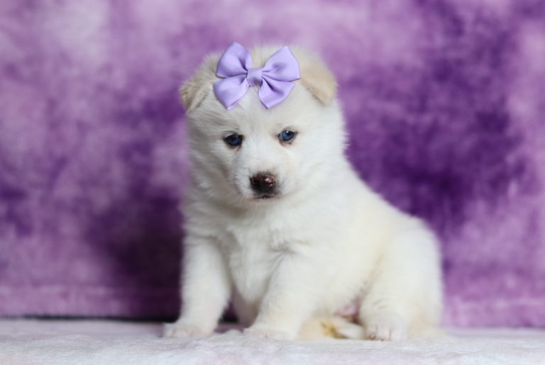 1710aaDahlia the pomsky-the puppy lodge