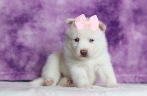 1711aaDaffadil the pomsky-the puppy lodge