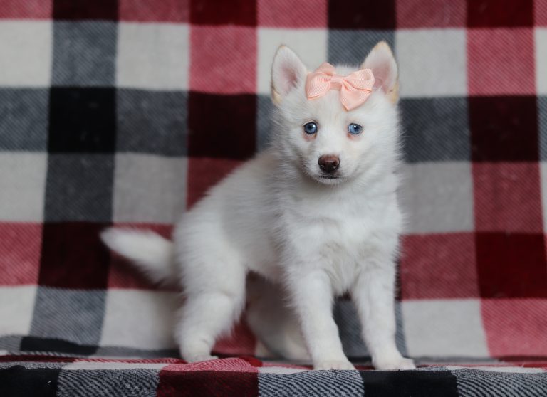 1711aa1-Daffadil-the pomsky-the puppy lodge