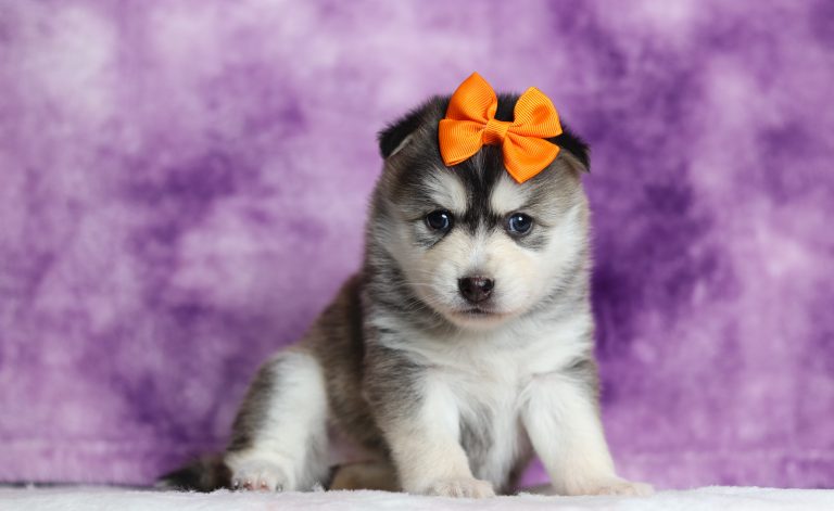 1712aaDandelion the pomsky-the puppy lodge