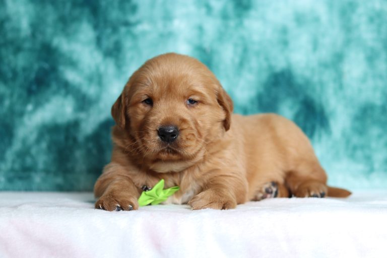 2896aaaRed the golden retriever-the puppy lodge