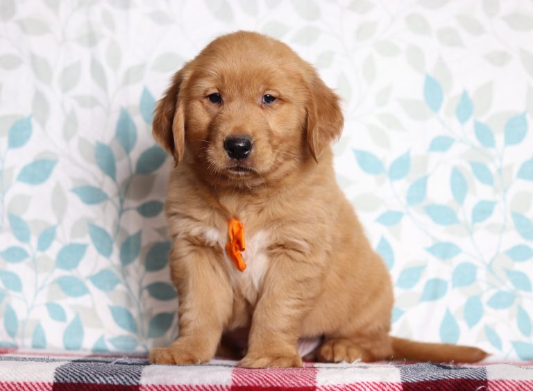 2896aaaRed the golden retriever-the puppy lodge