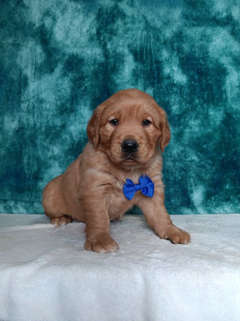 2897aRay the golden retriever-the puppy lodge