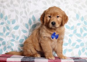 2897aaa1Ray the golden retriever-the puppy lodge