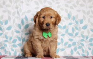 2898aaa1Ron the golden retriever-the puppy lodge