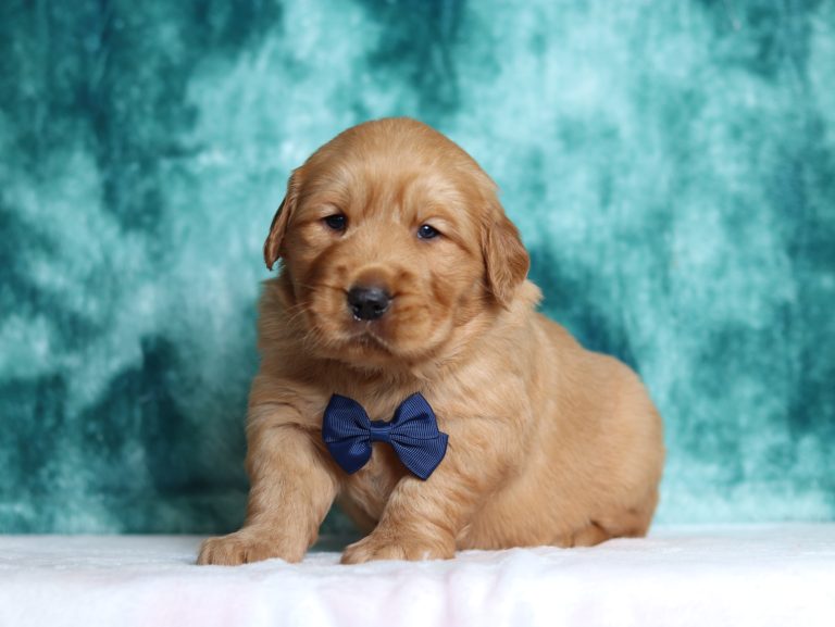 2898aaaRay the golden retriever-the puppy lodge