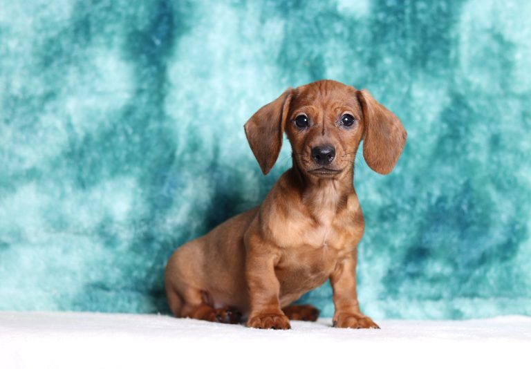 4641aMarion the dachshund-the puppy lodge