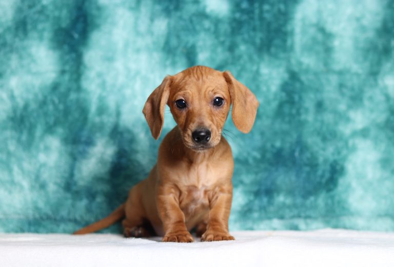 4642aMaynard the dachsund-the puppy lodge