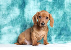 4643aMalachi the dachshund-the puppy lodge