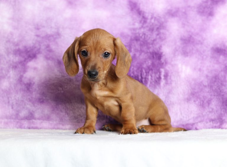 4645aMildred the dachshund-the puppy lodge