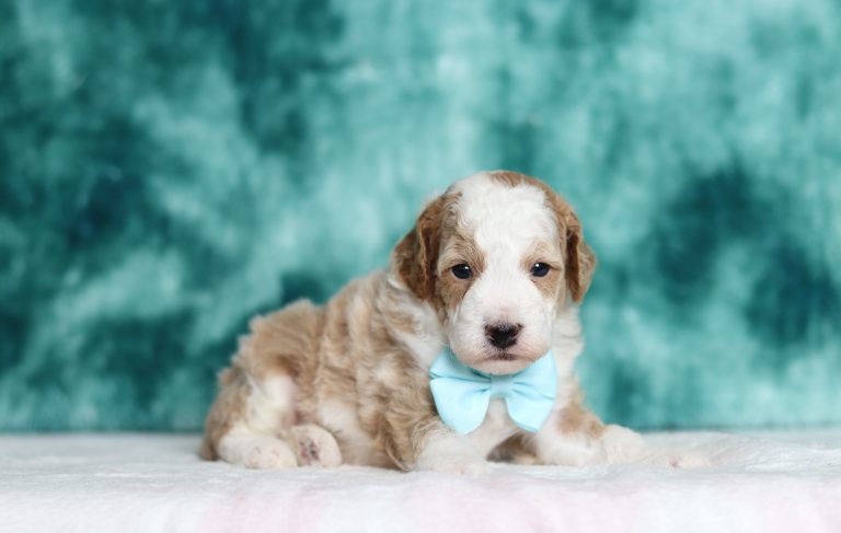 9445aDiamond the mini poodle-the puppy lodge