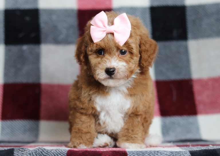 9446aaaDixie-the mini poodle-the puppy lodge