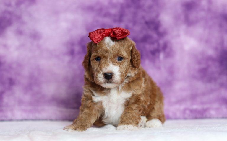 9446a-Dixie the mini poodle-the puppy lodge