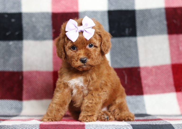 9447aaa-Damaris the mini poodle-the puppy lodge