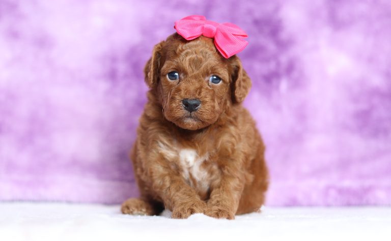 9447aaDamaris the mini poodle-the puppy lodge