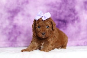 9448aaDanita the mini poodle-the puppy lodge