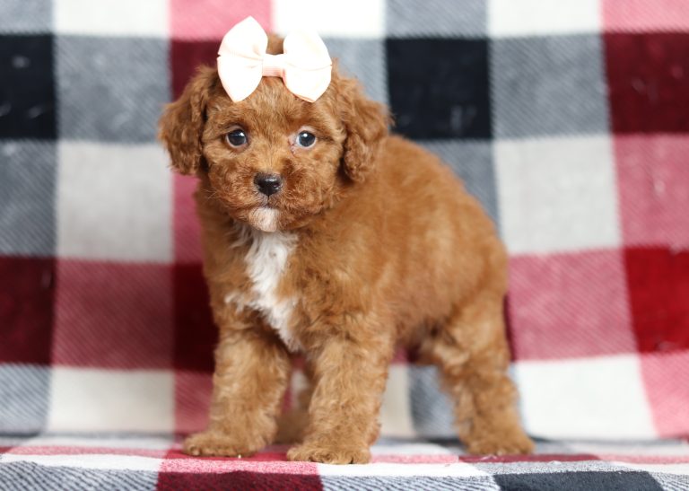 9449aaDebbie the mini poodle-the puppy lodge